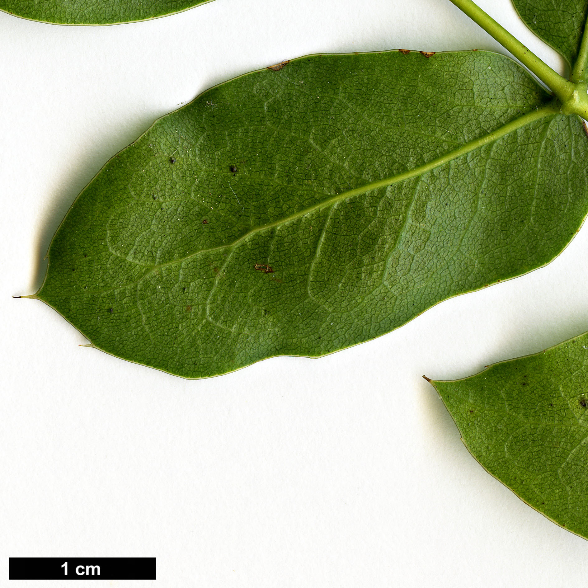 High resolution image: Family: Berberidaceae - Genus: Mahonia - Taxon: pinnata - SpeciesSub: subsp. insularis 'Schnilemoon'